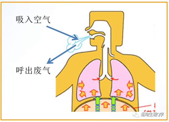 肺通气