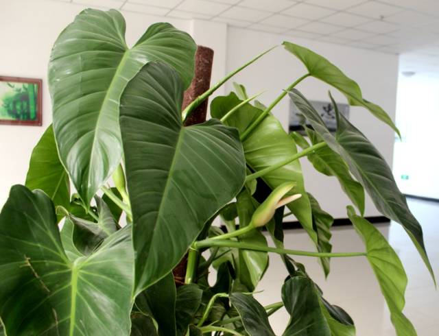 大叶绿萝这样养才能绿油油