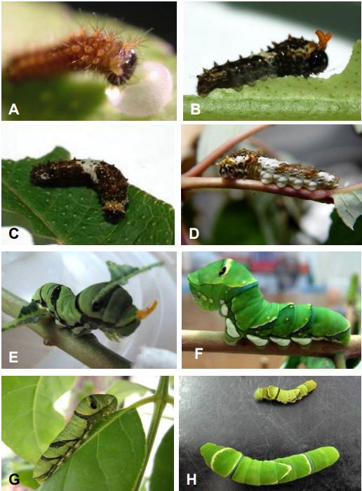 科学网 凤蝶毛虫的斗争 生态与进化的阴阳哲学 刘光裕的博文