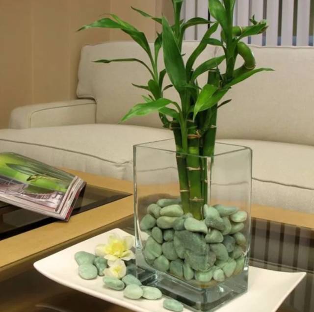 水培富贵竹，该怎么做？