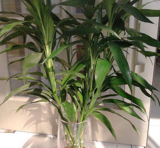 怎样做，才能避免富贵竹黄叶呢？