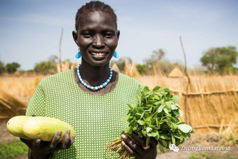Zhonglian Harvest helps me harvest peanuts in Africa(图1) 图片