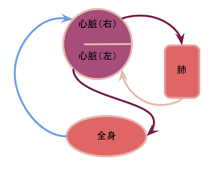 我承认 我小瞧了心脏 知识分子 财新博客 新世纪的常识传播者 财新网