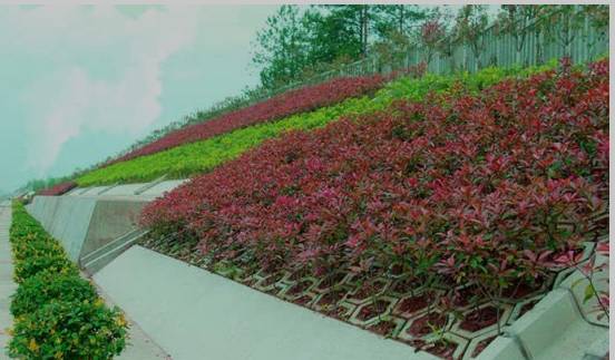 边坡绿化还能这样做？收藏了！的图2