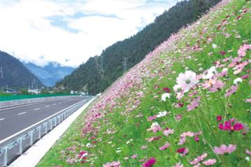 边坡绿化还能这样做？收藏了！的图8