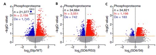 图3.火山图分析不同组中的蛋白肽段（上图）、磷酸化修饰肽段（下图）水平变化。（A）困倦型Slp /野生型WT，(B)睡眠剥夺组SD6/ 补睡组RS3，(C)睡眠剥夺组SD6/ 睡眠充足组S6