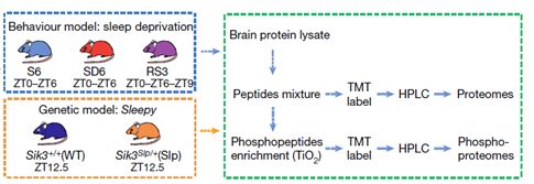 图1.实验设计图。蓝色虚线框，睡眠剥夺组：睡眠充足6小时组（S6）；睡眠剥夺6小时组(SD6)；睡眠剥夺6小时后补睡3小时组（RS3）。黄色虚线框，嗜睡小鼠组：对照组野生型WT（Sik3 +/+）；困倦组突变型Slp（Sik3Slp/+）。绿色虚线框，定量蛋白组和定量磷酸化组的分析流程。