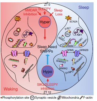 图4. “磷酸化/去磷酸化循环调控”论。红色部分，清醒状态下的活动促使SNIPPs磷酸化水平特异性的升高，其磷酸化的程度决定了清醒过程持续时间和清醒程度。蓝色部分，睡眠本身则提供了特异的机制促使SNIPPs蛋白去磷酸化，同时起着修复大脑损伤、参与记忆的形成和巩固过程。