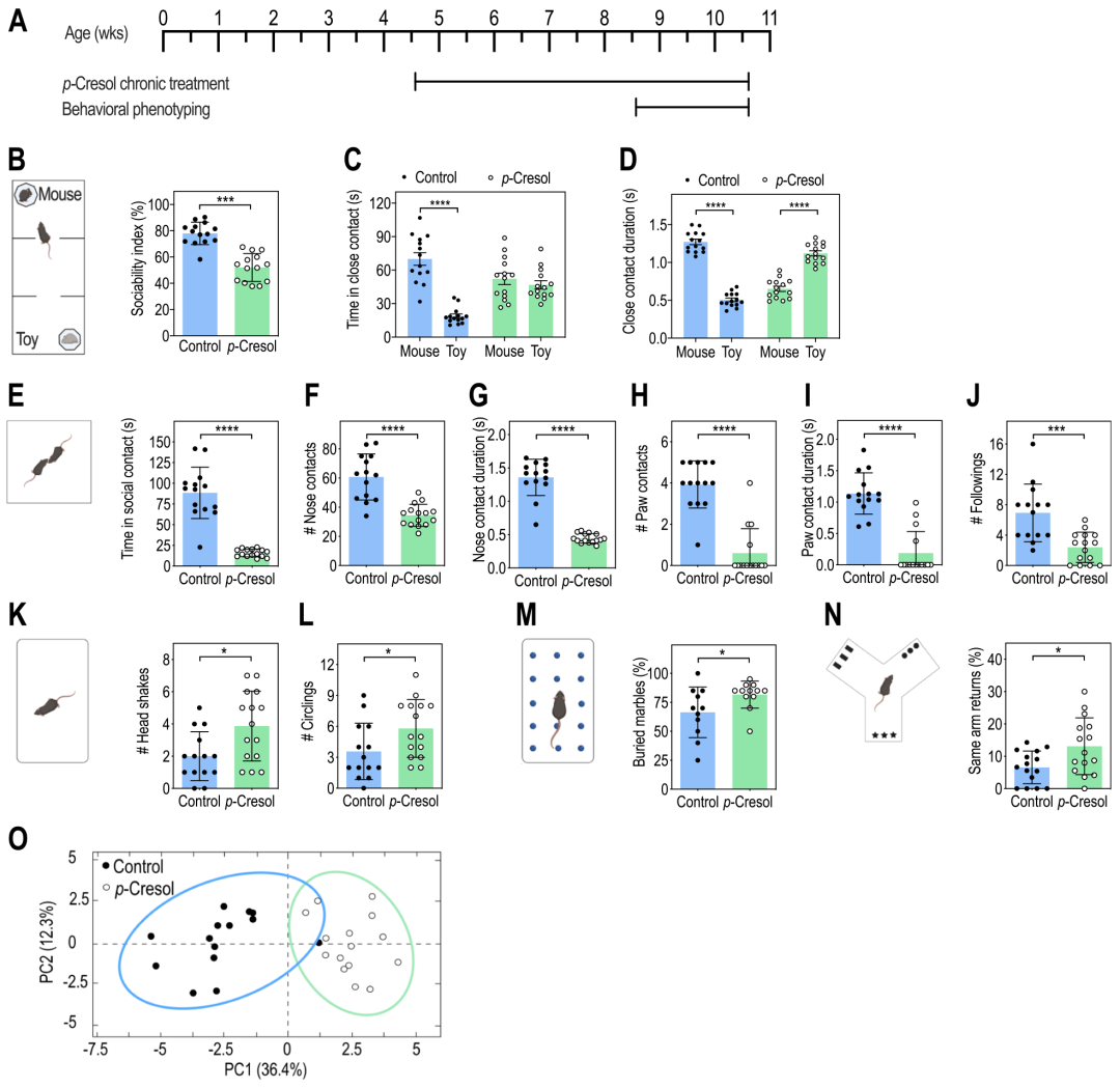 图1 对甲酚处理诱导自闭症样行为
