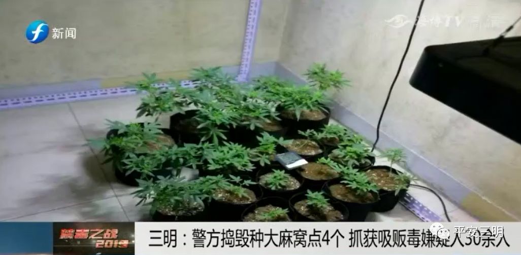 禁毒 三明警方捣毁种大麻窝点4个 抓获吸贩毒嫌疑人 平安三明 微信公众号文章阅读 Wemp