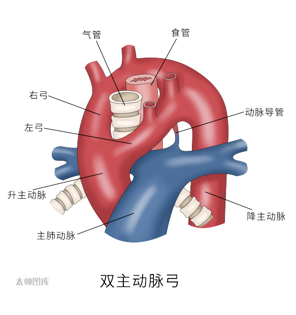 主动脉弓解剖-分支和功能丨医学英语视听学习