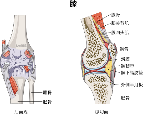 医学上ACL是什么前交叉韧带（ACL）修复术丨医学英语视听学习_https://www.jmylbn.com_新闻资讯_第3张