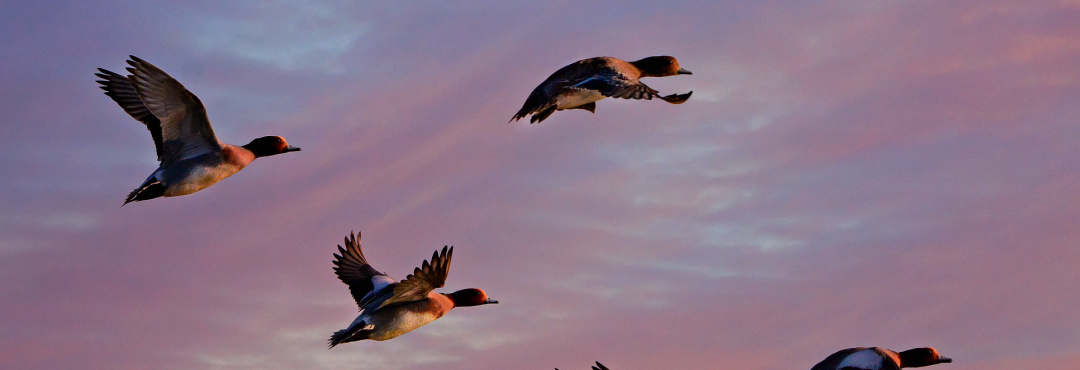 秒懂算法 | 算法设计的一般过程