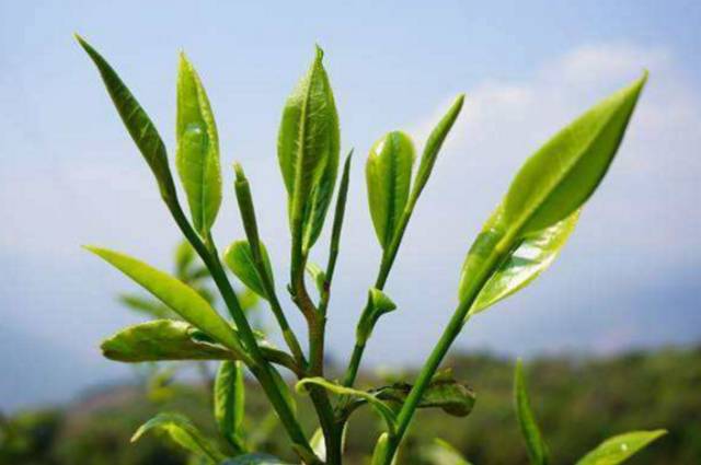 有些茶伤胃，主要源于工艺
