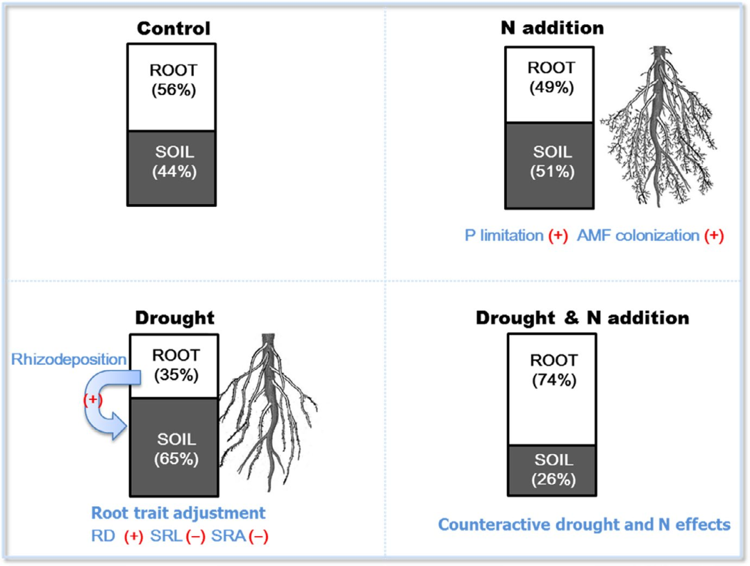 文献分享 | 干旱和氮添加影响根际碳分配