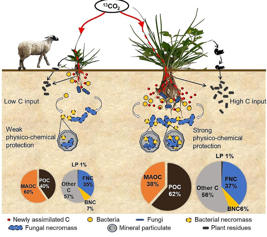 客户文章（Q1）| 通过13C标记光合产物的追踪，禁牧通过根源碳的微生物残体增加了土壤有机碳