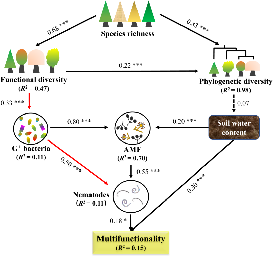 文献解读（2024.03发表）|土壤微食物网中的营养级相互作用驱动了沿树种丰富度的生态系统多功能性