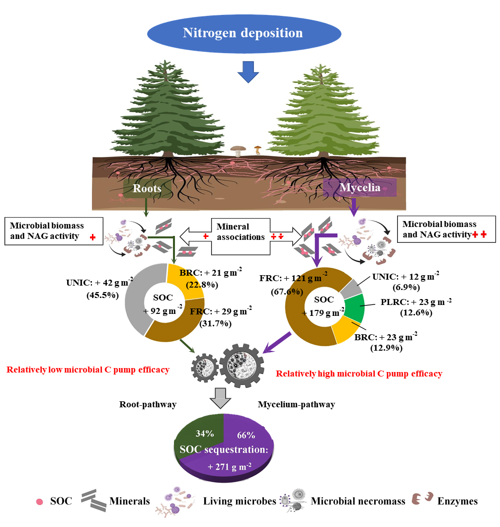 GCB| 氮沉降增加背景下高寒森林通过菌丝途径对土壤有机碳固持的贡献高于根系途径