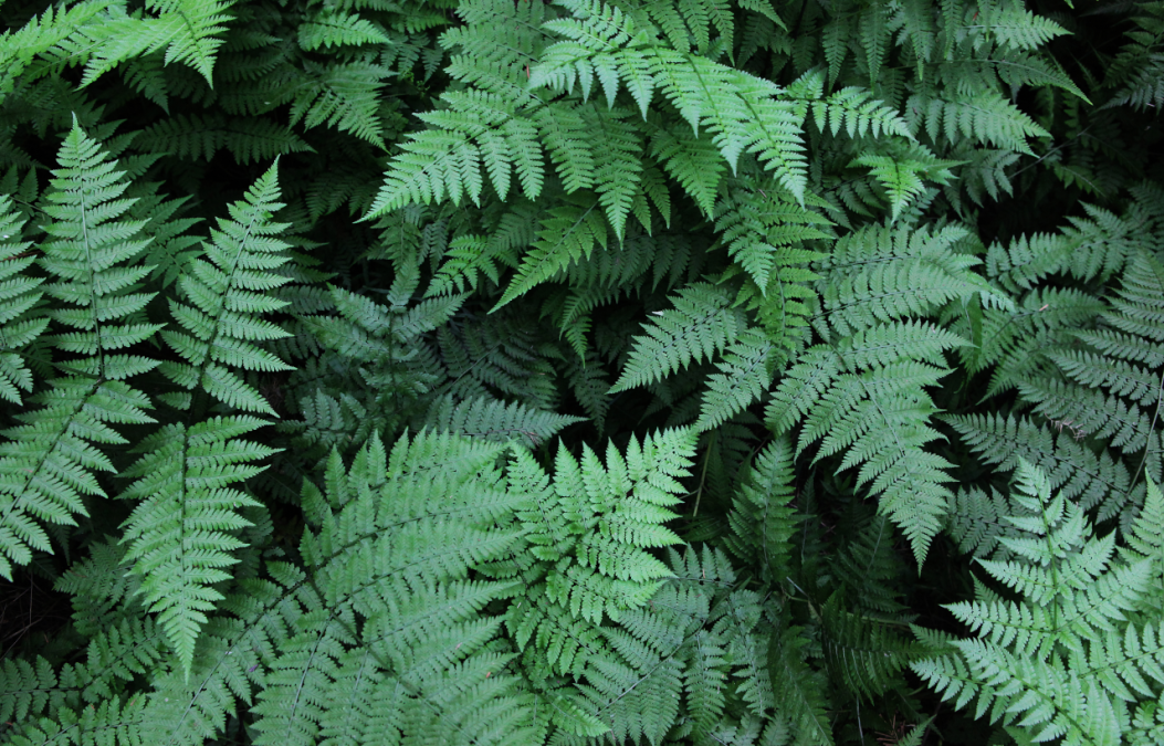 蔗糖含量的测定| 间苯二酚比色法、蒽酮法