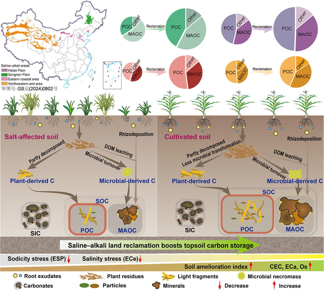 客户文章（IF：18.9）|盐碱地复垦通过优先积累植物源碳来提高表层土壤碳储量