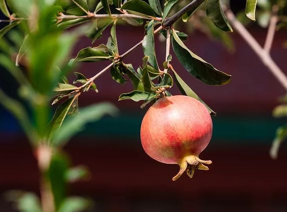 冻胚移植后9天白板_试管移植后9天白板_移植第九天白板哭了两天好孕