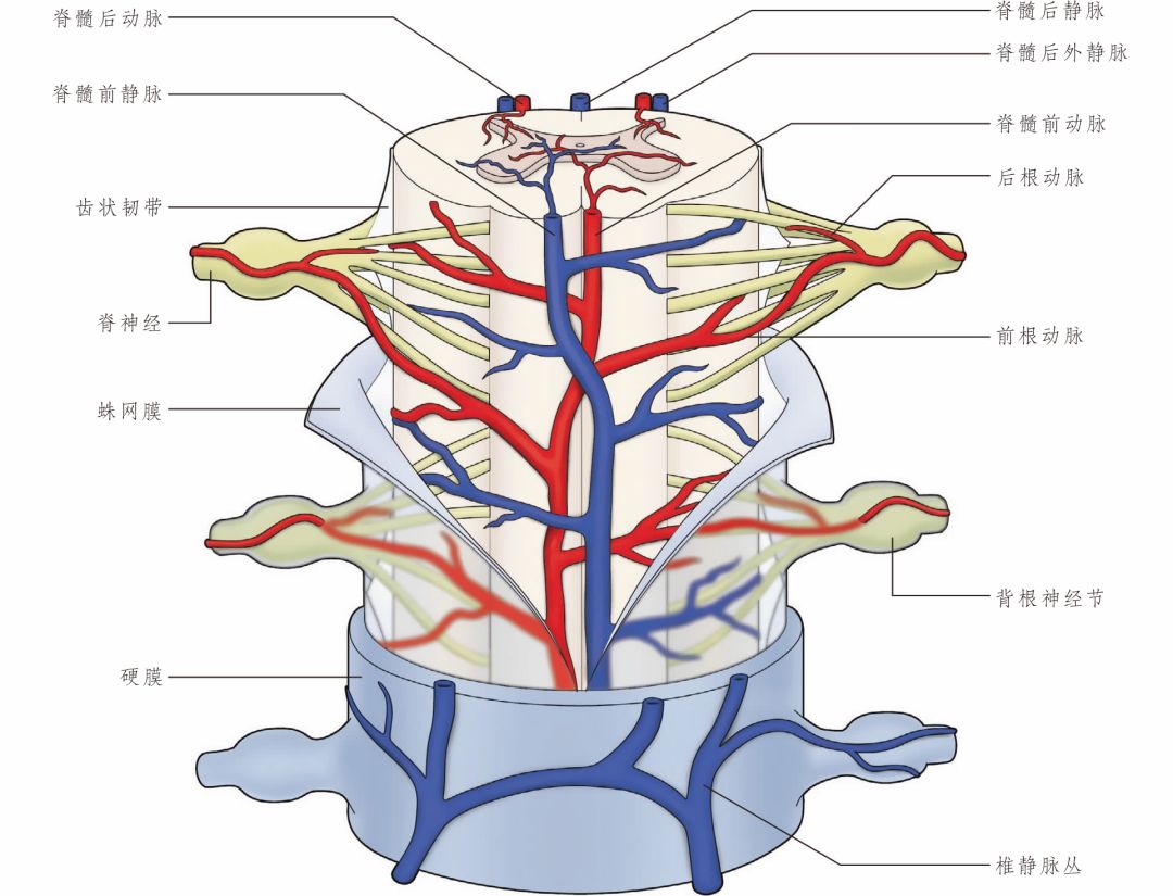 彩圖經典版 大腦及脊髓的血管解剖 Worldneurosurgery 微文庫