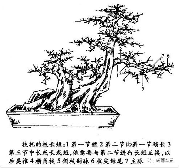 入门盆景制作教程_入门盆景制作方法_盆景制作入门