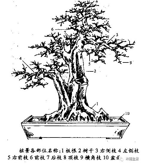 盆景制作入门 名师讲堂丨岭南树木盆景创作基础知识