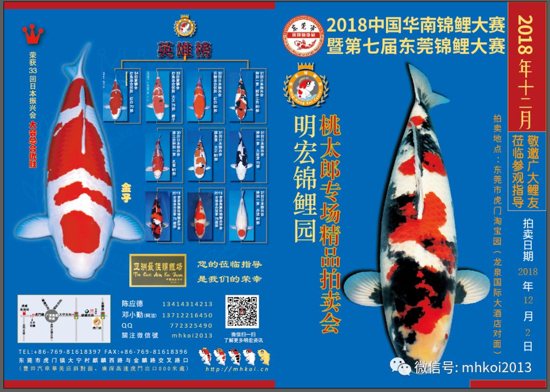 明宏资讯 12月2日 18中国华南锦鲤大赛暨第七届东莞锦鲤大赛 明宏锦鲤园桃太郎专场精品拍卖会 拍卖鲤赏析 明宏锦鲤园