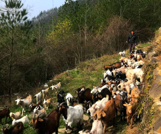 养羊致富经_致富养羊能手资料_致富经养羊