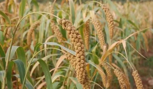 厉害了我的“安阳农科院”