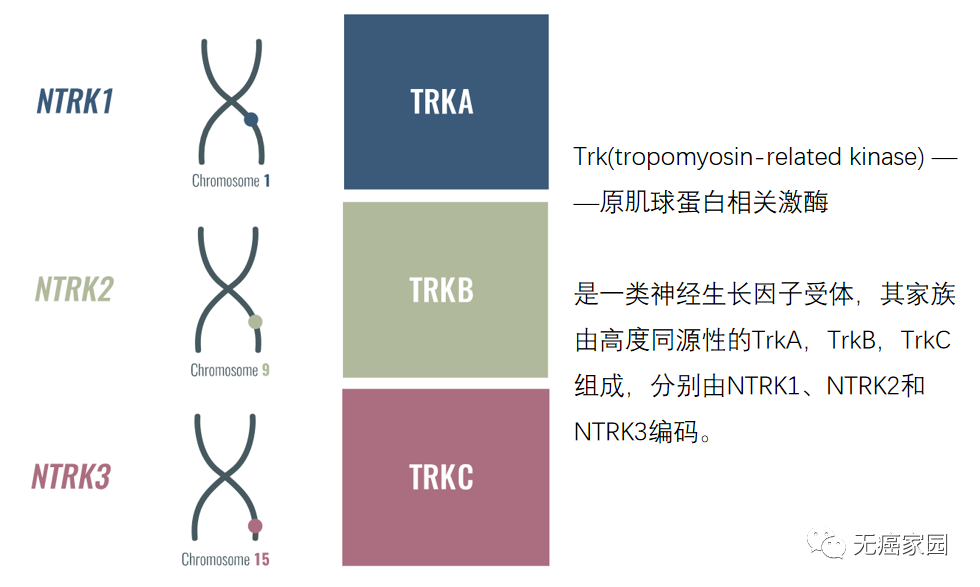 珠峰拉罗替尼图片