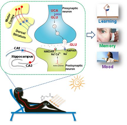阳光能让你更聪明