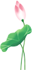 夏至夏天荷花荷叶中国风自动排版模板
