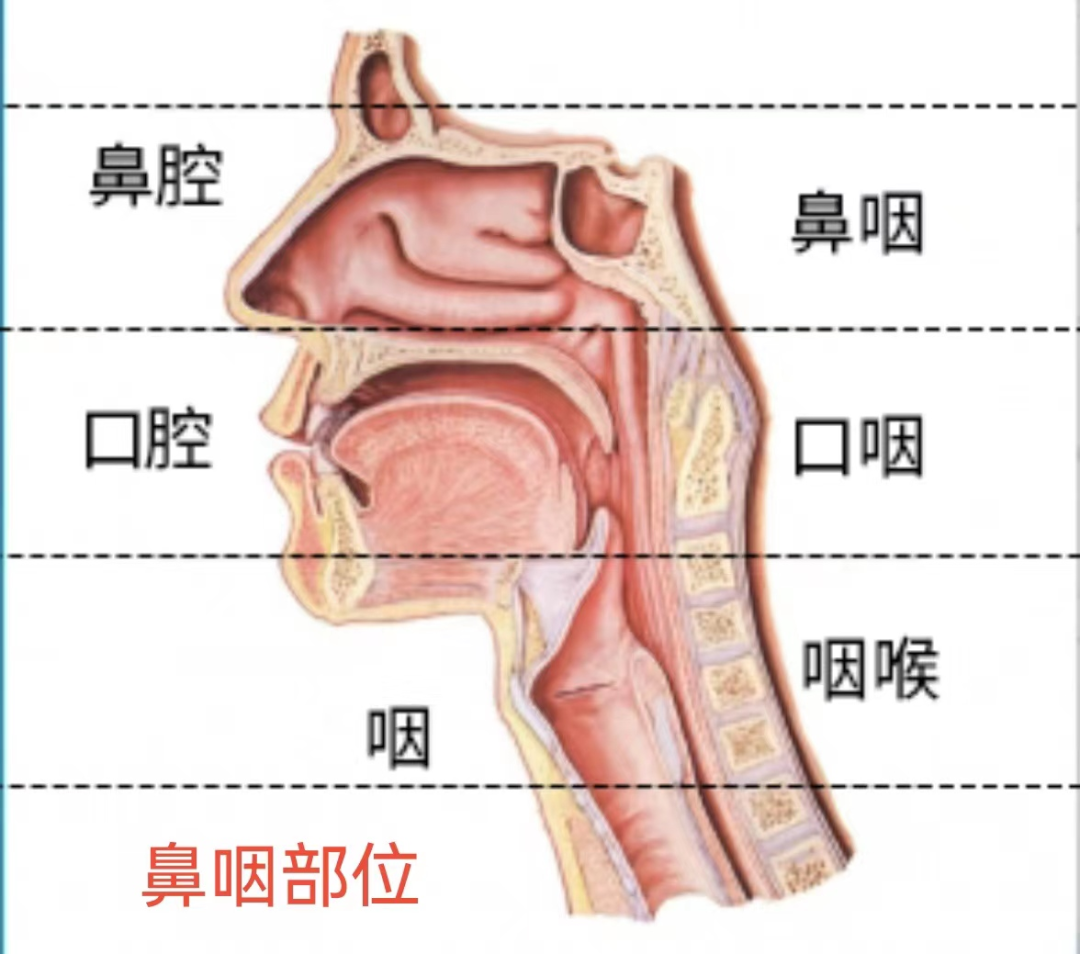流感病毒怎么采样流行性感冒实验室病原学检查相关知识科普_https://www.jmylbn.com_新闻资讯_第3张
