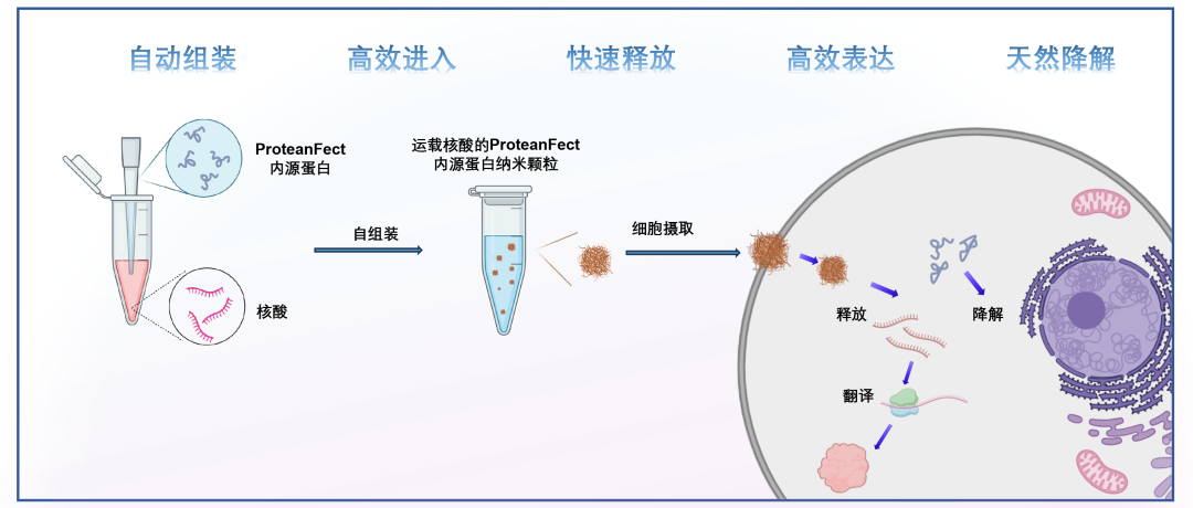 PT01—ProteanFect 轉(zhuǎn)染試劑盒 高效轉(zhuǎn)染