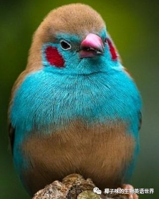 每日一鸟 非洲篇 Vol 007 Red Cheeked Cordonbleu 红颊蓝饰雀 椰子味的生物英语世界 微信公众号文章阅读 Wemp