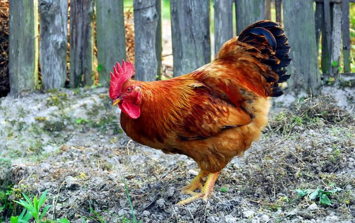 买温柔的生肖是什么生肖-生肖鸡讨厌什么样的人？