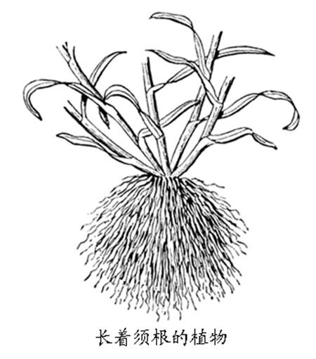植物基础知识根