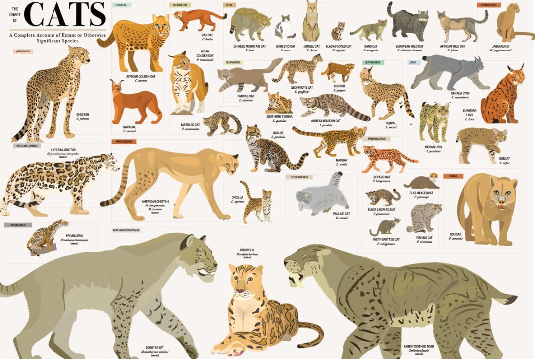 相关研究显示,尽管已被人类饲养几千年,家猫仍然和老虎共享96%的dna