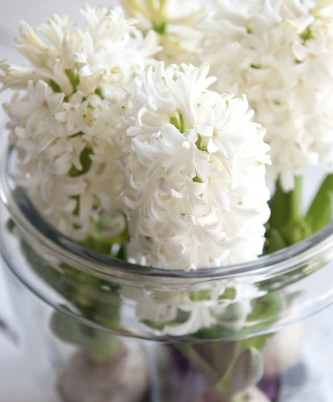 风信子水培好还是土培好？水培和土培分别是怎么种的