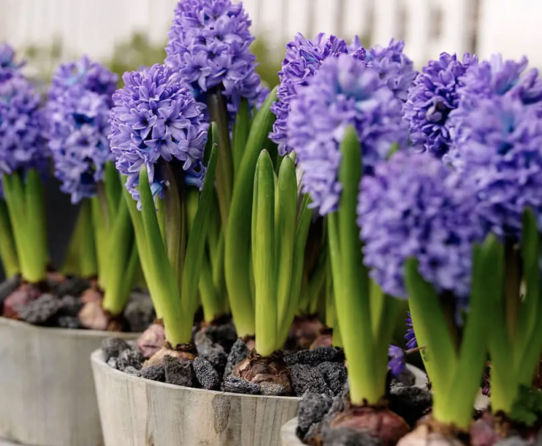 风信子水培好还是土培好？水培和土培分别是怎么种的