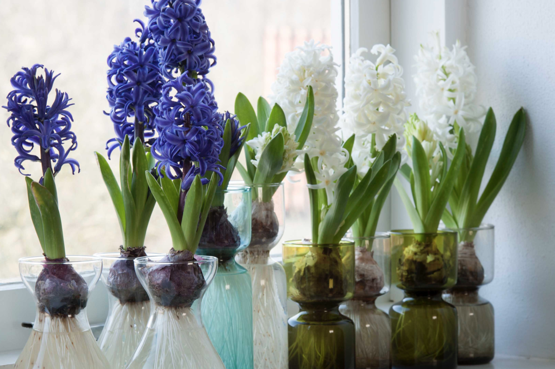风信子水培好还是土培好？水培和土培分别是怎么种的