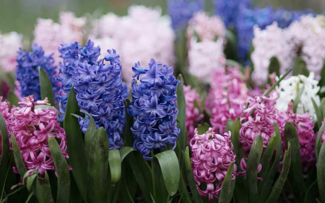 风信子水培好还是土培好？水培和土培分别是怎么种的