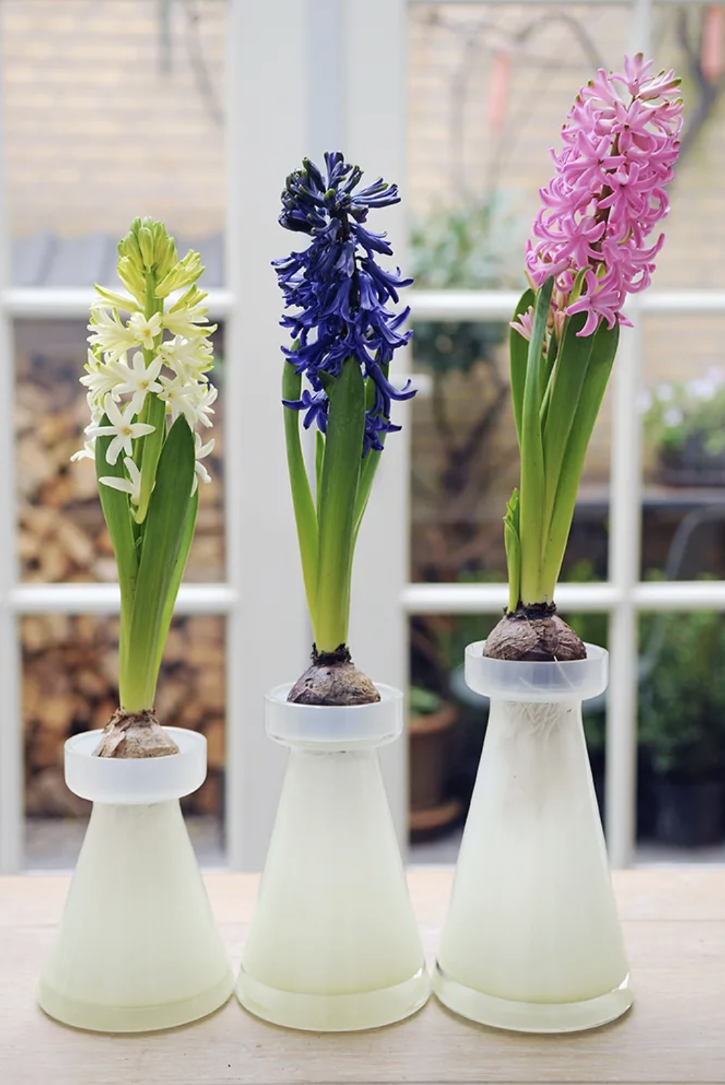 风信子水培好还是土培好？水培和土培分别是怎么种的