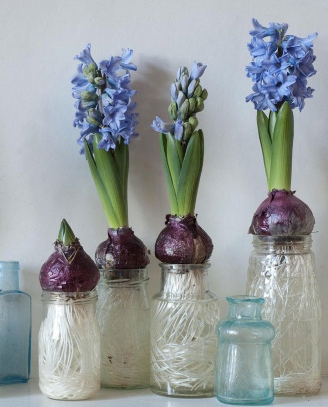 风信子水培好还是土培好？水培和土培分别是怎么种的