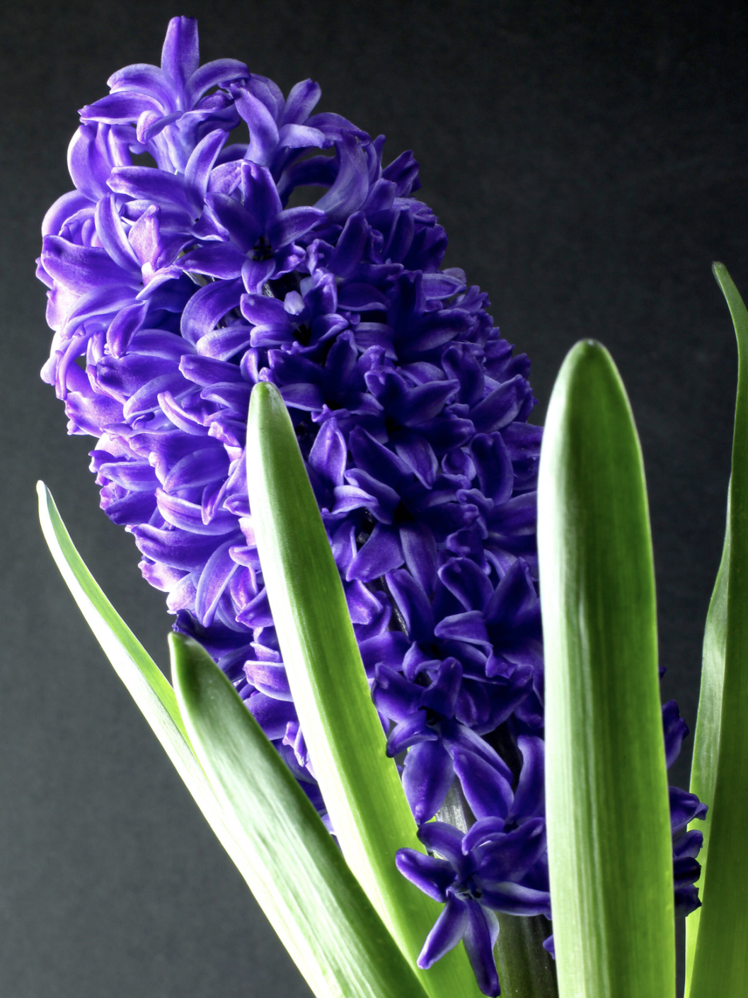 风信子水培好还是土培好？水培和土培分别是怎么种的