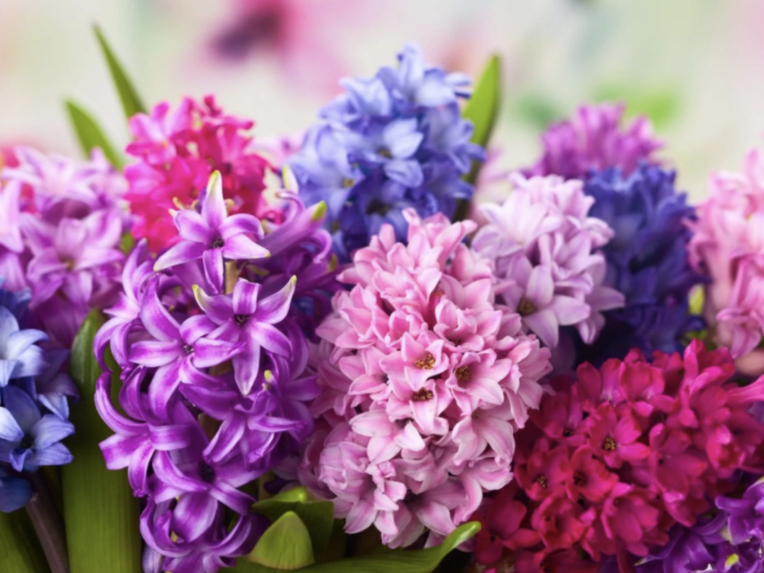 风信子水培好还是土培好？水培和土培分别是怎么种的