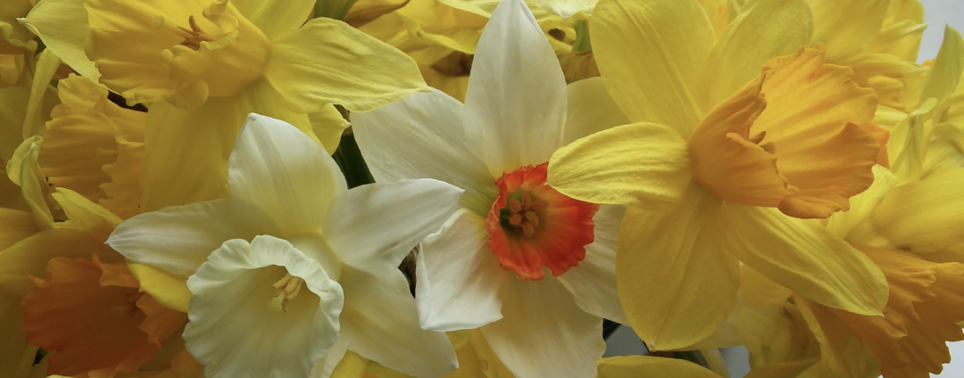 洋水仙种植方法和注意事项