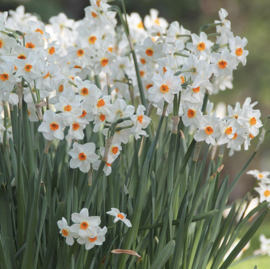 洋水仙种植方法和注意事项